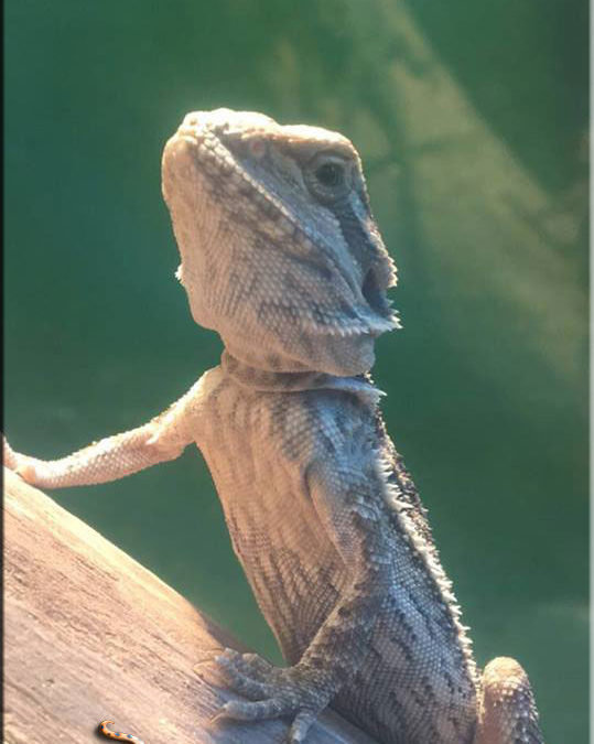 Bearded Dragons