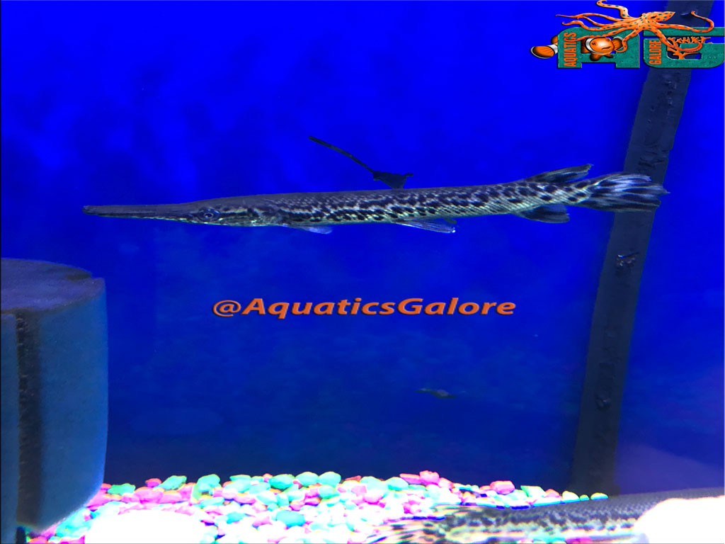 fishing planet unique florida gar fishing planet unique florida gar