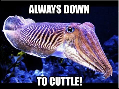 Want to Cuttle?