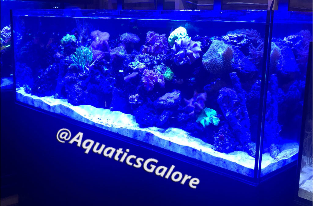 Red-Sea-750XXL-With-Reef-Leds